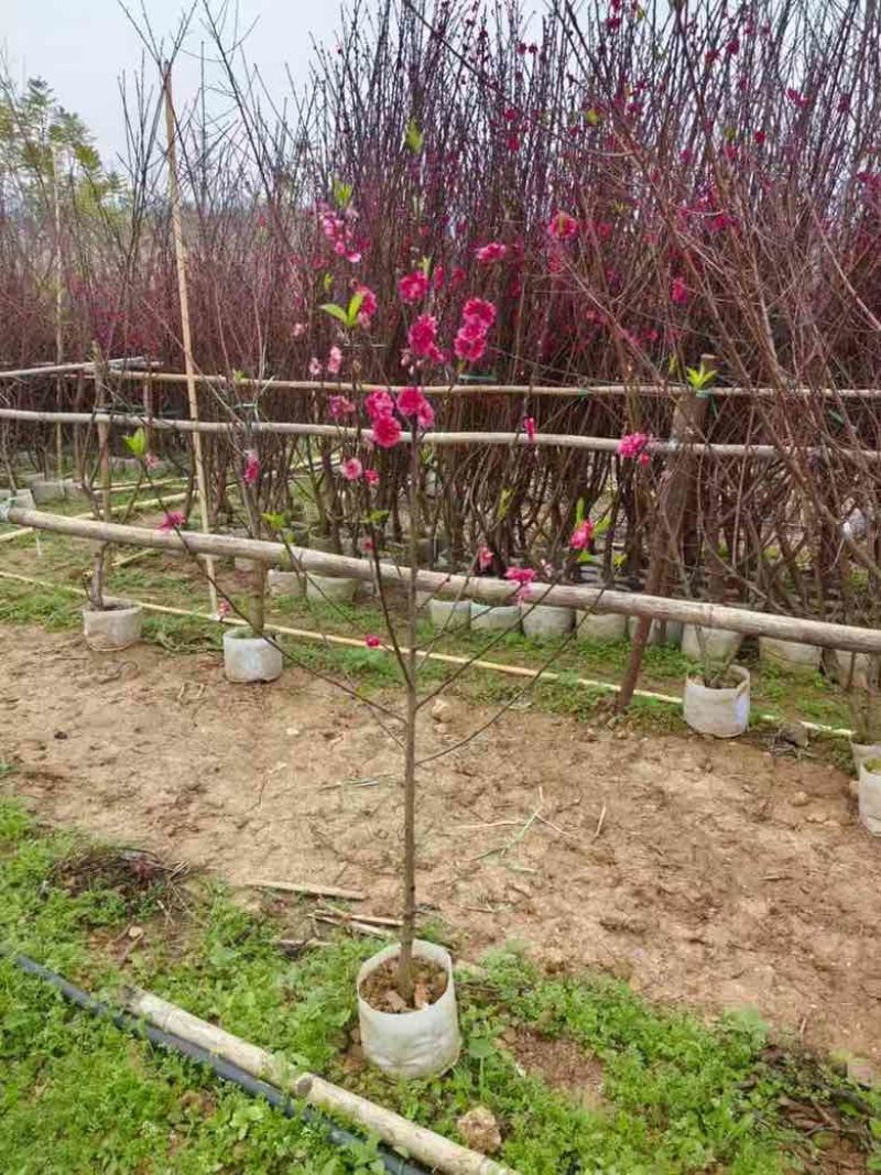 桃花2-8分，各种规格，大量低价出售