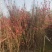 桃花2-8分，各种规格，大量低价出售