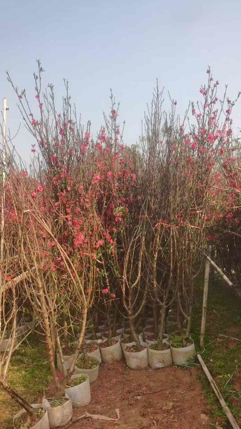 桃花2-8分，各种规格，大量低价出售
