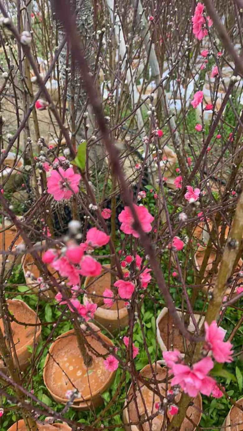 桃花2-8分，各种规格，大量低价出售