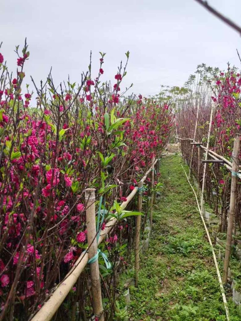 桃花2-8分，各种规格，大量低价出售