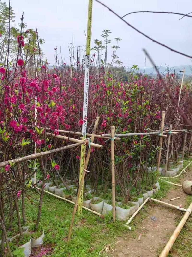 桃花2-8分，各种规格，大量低价出售
