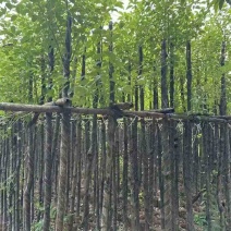 香樟3-18分，各种规格，大量低价出售