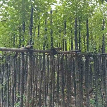香樟3-18分，各种规格，大量低价出售