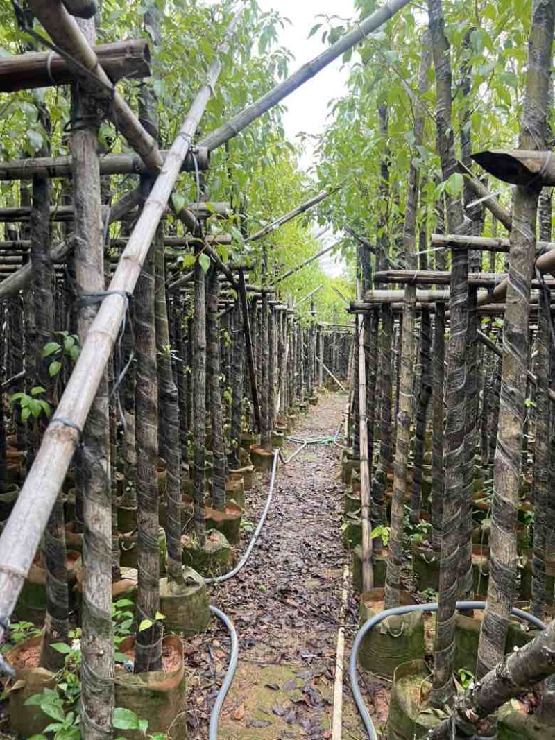 香樟3-18分，各种规格，大量低价出售