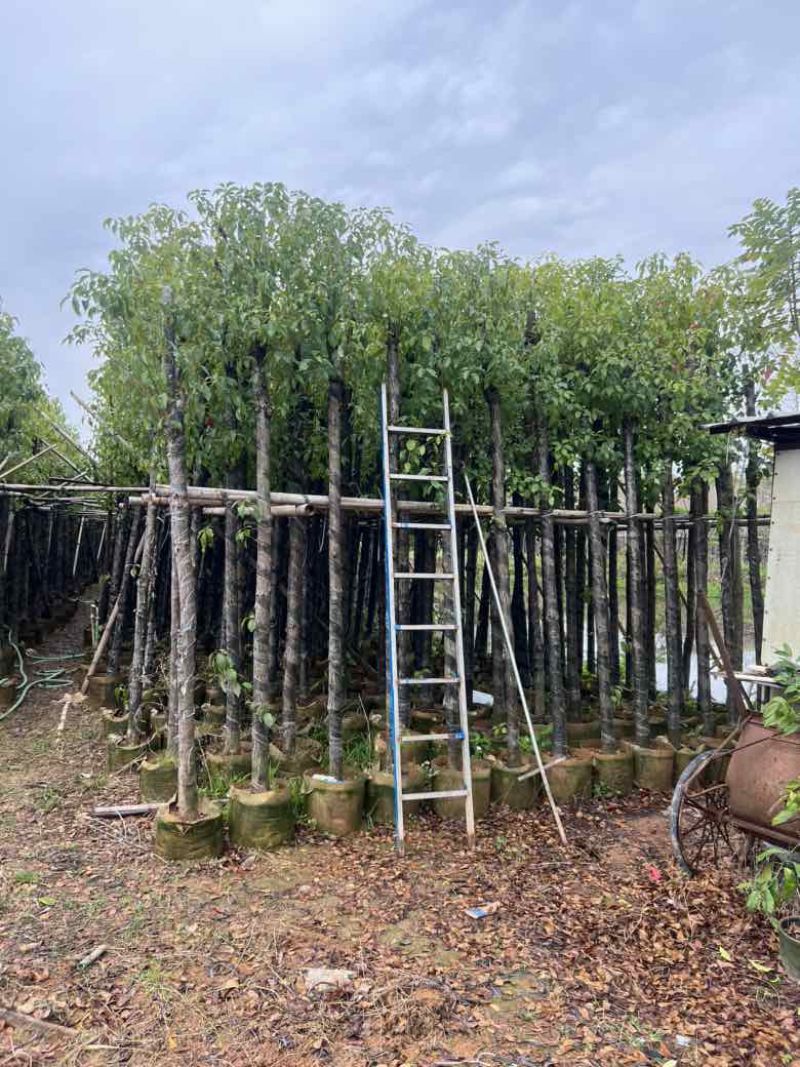 香樟3-18分，各种规格，大量低价出售
