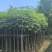 红花风铃木3-18分，各种规格，大量低价出售