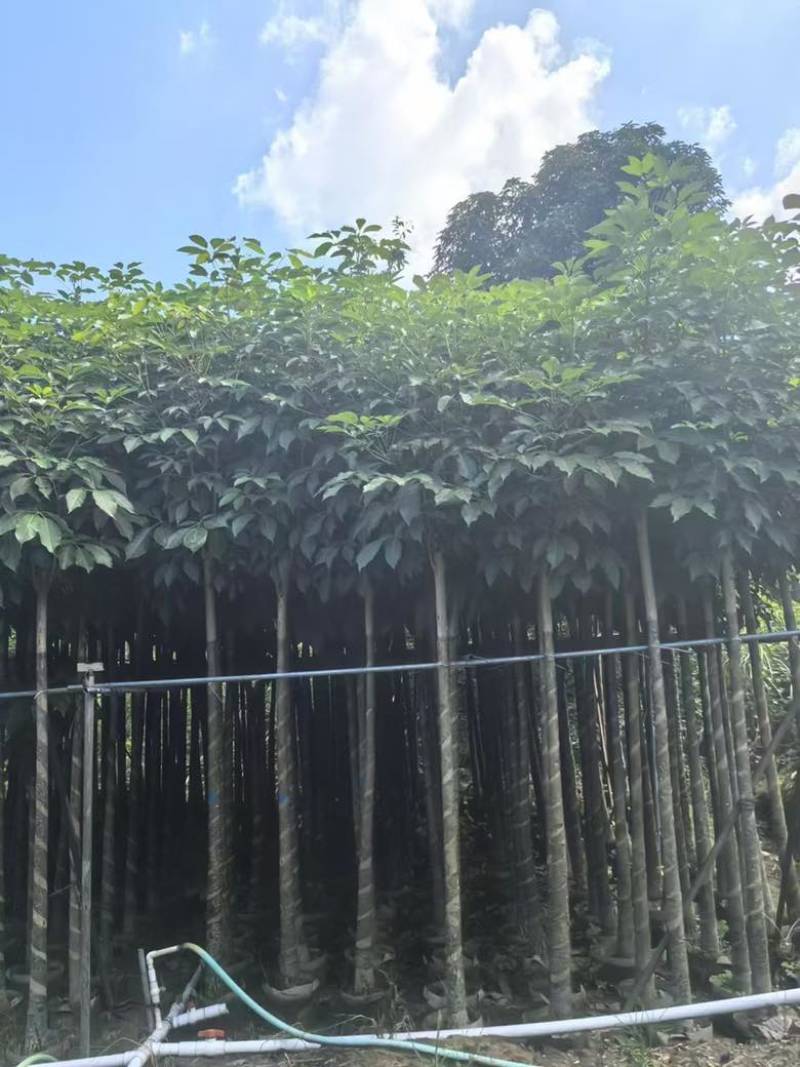 红花风铃木3-18分，各种规格，大量低价出售
