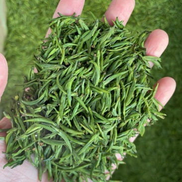 雀舌