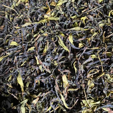 新春茶饶平赤叶单从茶，毛茶，高质量