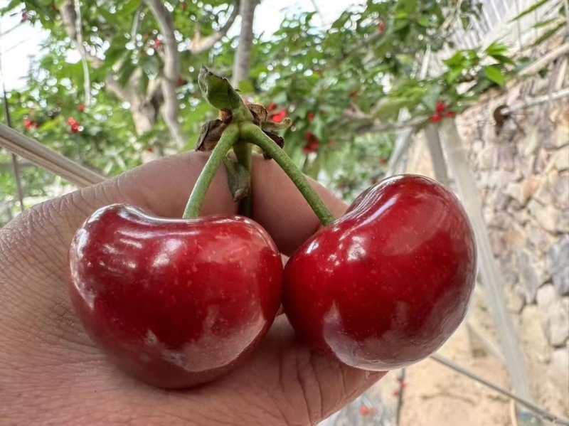 山东美早大樱桃