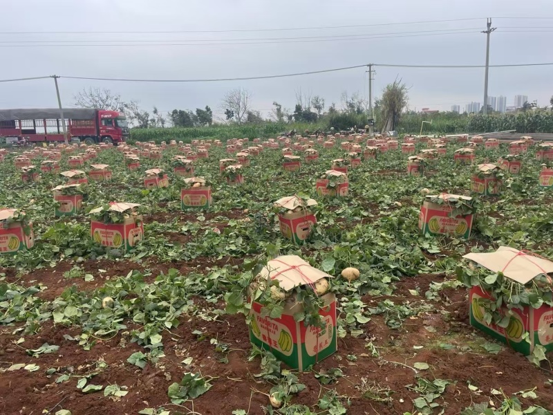 广东徐闻地瓜凉薯一手货源，产地直发