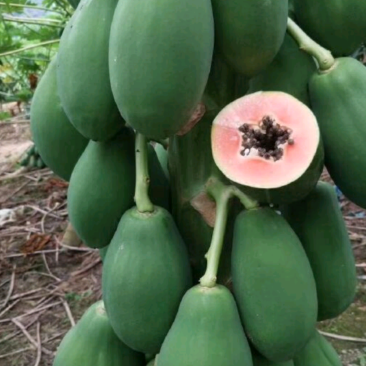 木瓜