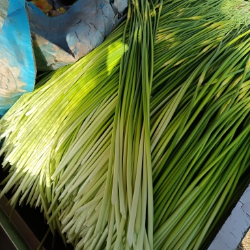 商丘本地精品白帽蒜苔上市需要的老板欢迎下单