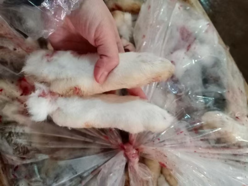 带毛兔爪