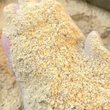 玉米次粉饲料厂大量替代玉米，降低饲料成本，催肥长得快
