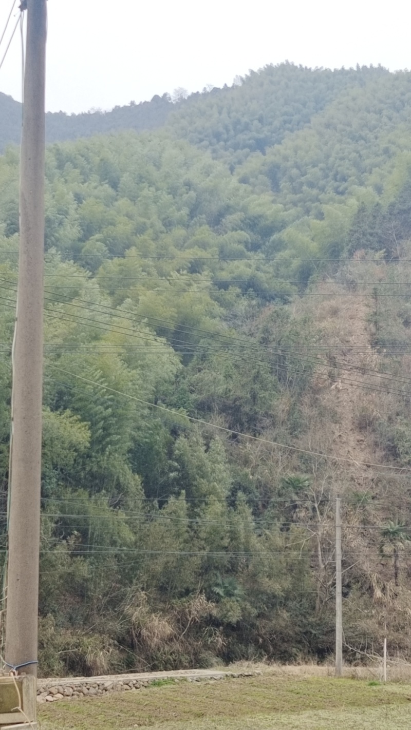 毛竹