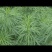 柳蒿芽