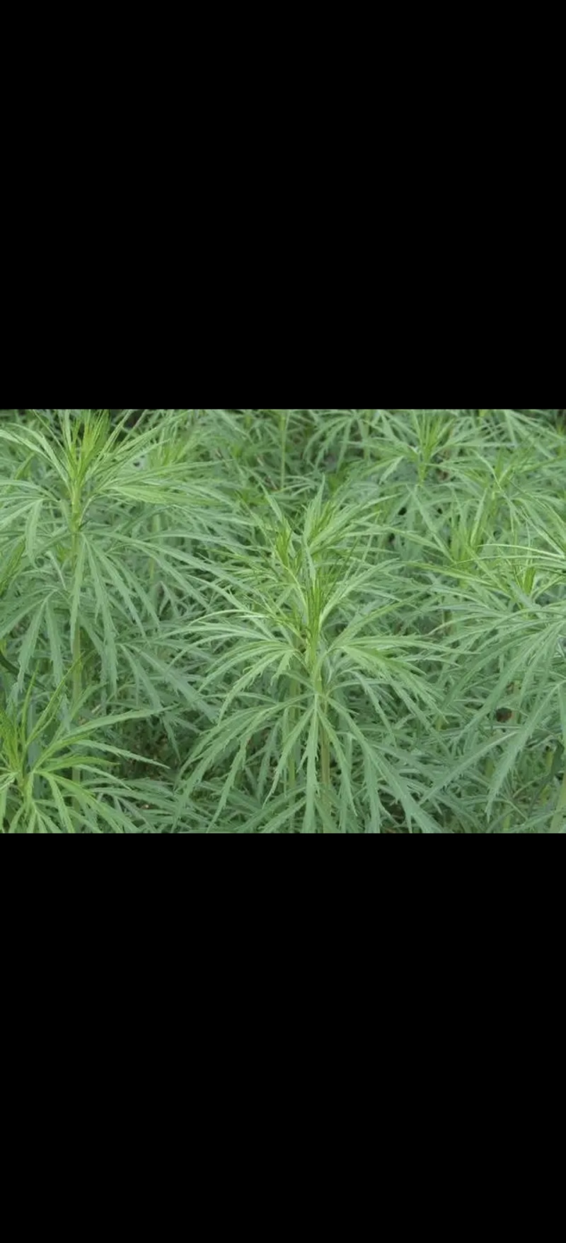柳蒿芽