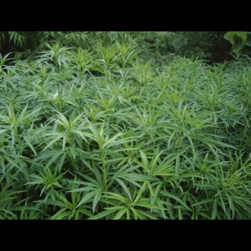 柳蒿芽