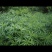 柳蒿芽