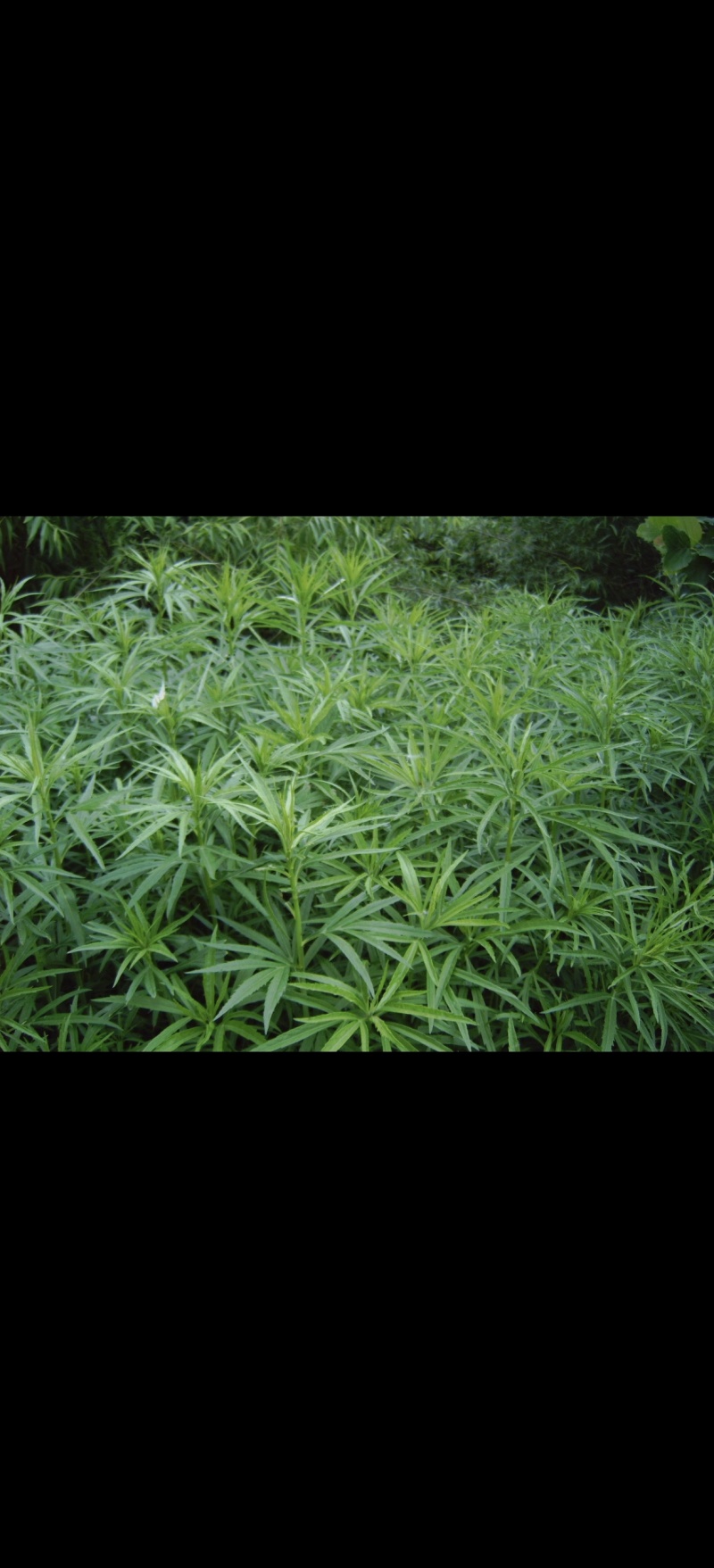 柳蒿芽