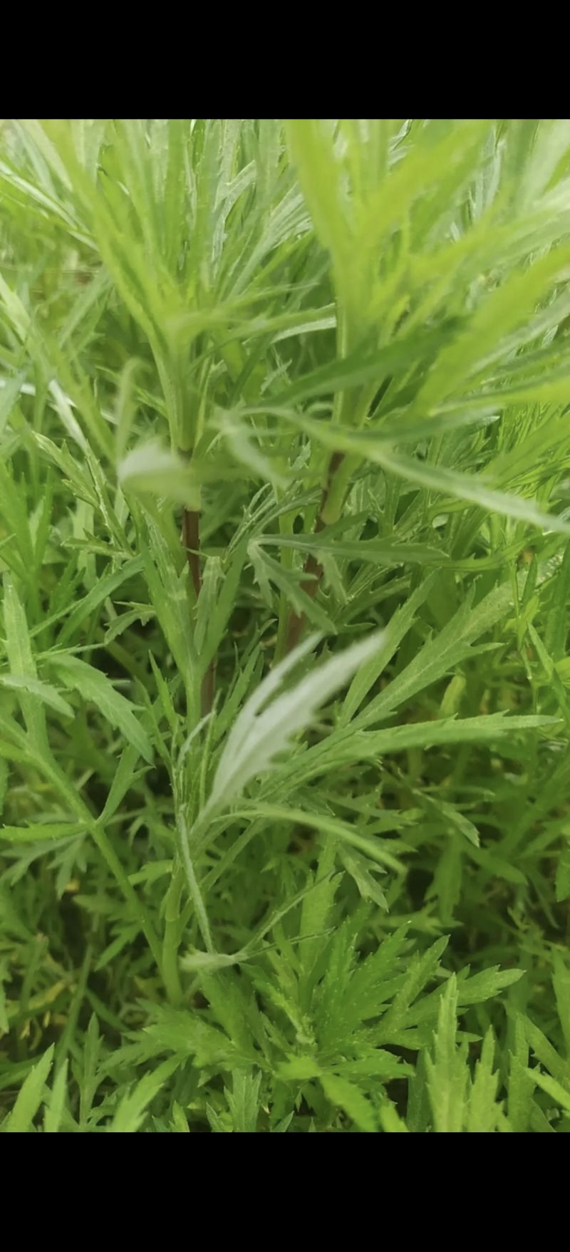 柳蒿芽