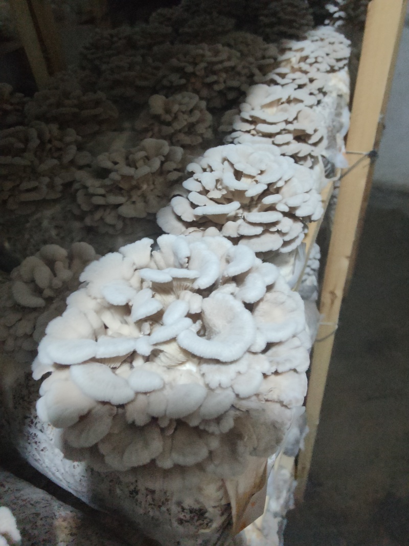 百参菌