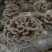 百参菌
