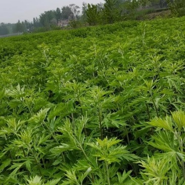 湿货艾草