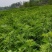 湿货艾草
