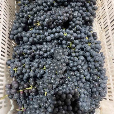 夏黑蓝莓葡萄