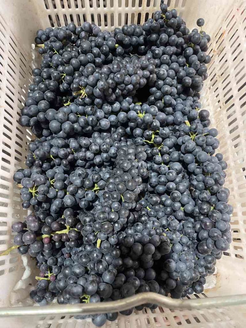夏黑蓝莓葡萄