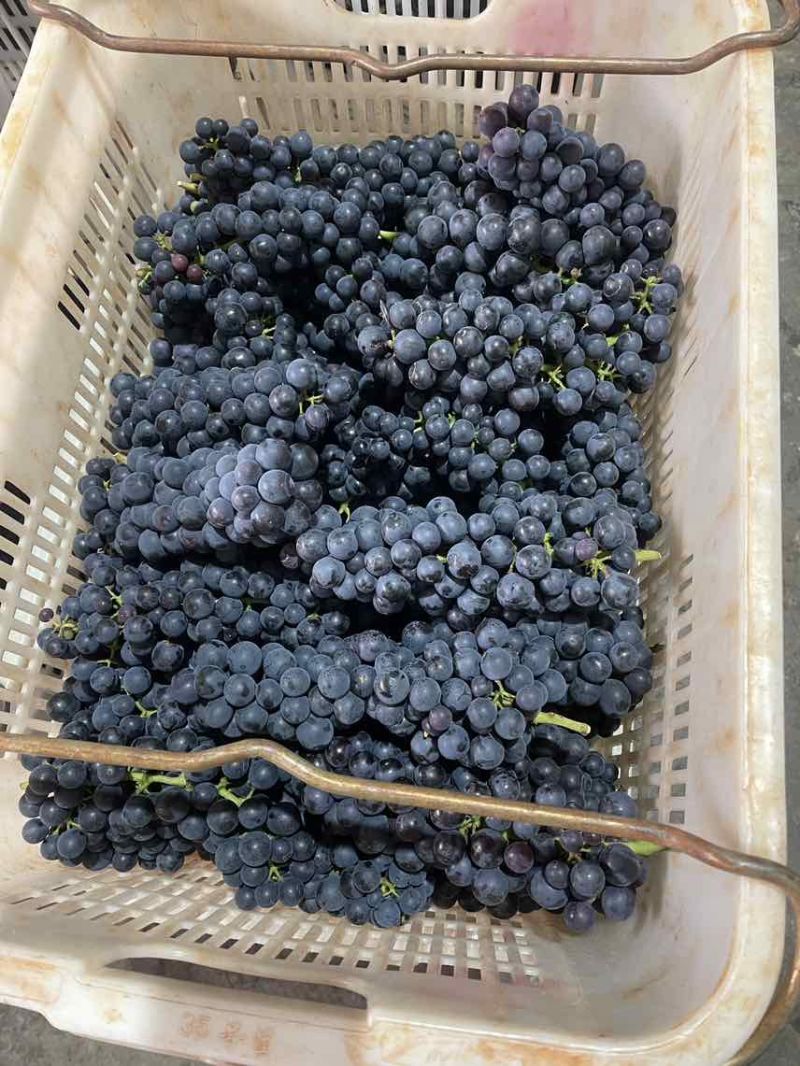 夏黑蓝莓葡萄