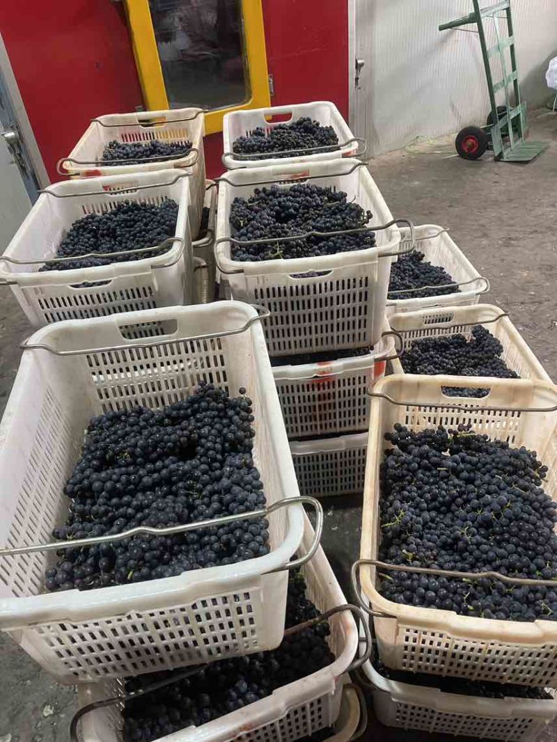 夏黑蓝莓葡萄