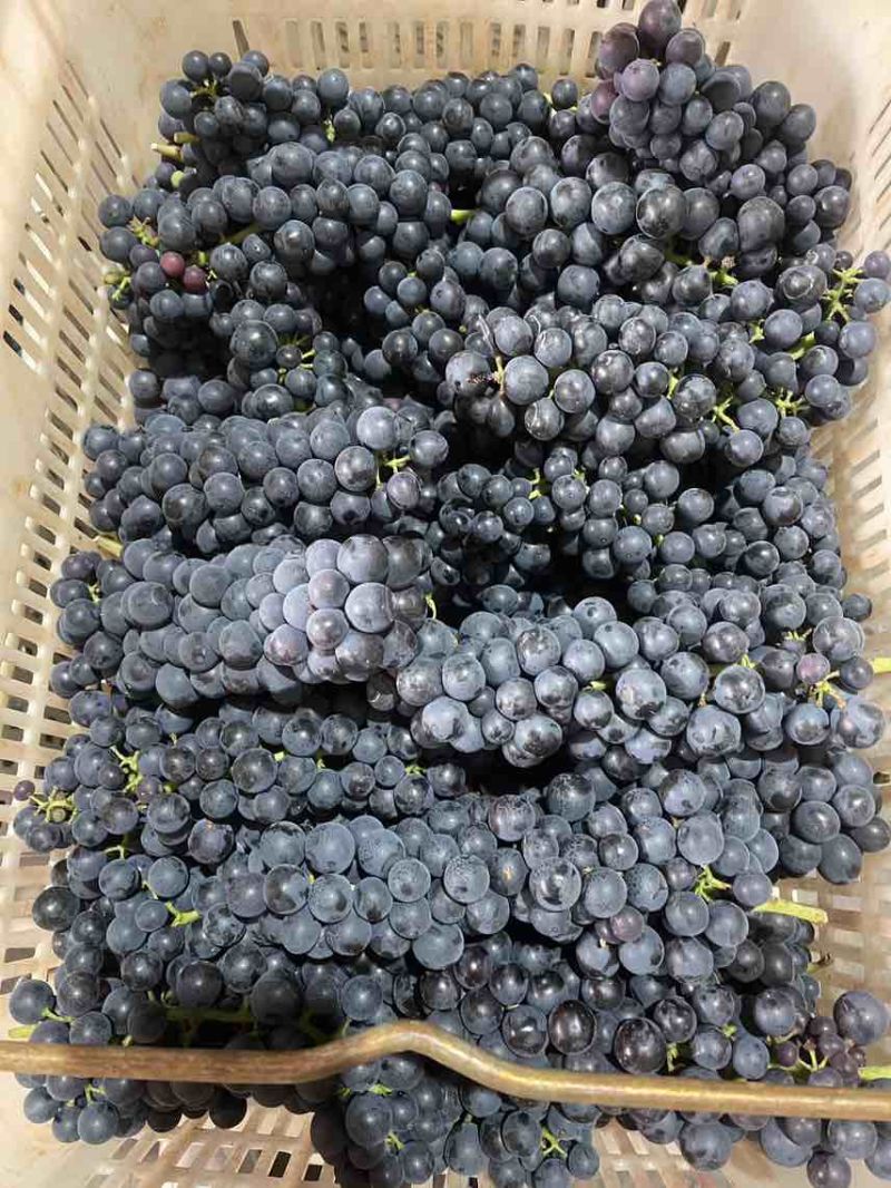 夏黑蓝莓葡萄