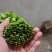 树仔菜