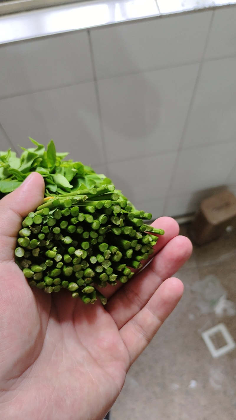树仔菜