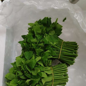 树仔菜