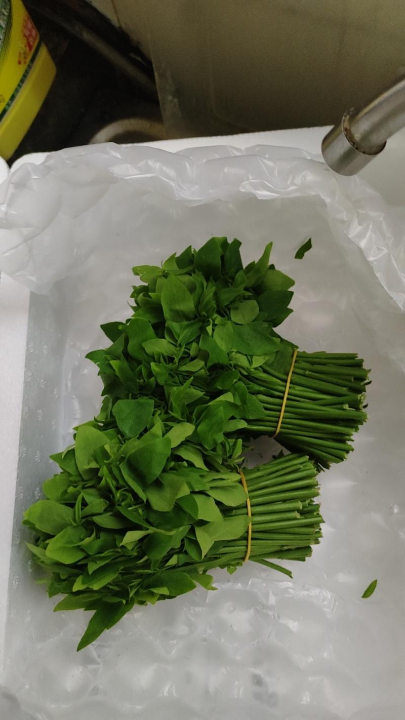 树仔菜