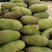 菠萝蜜