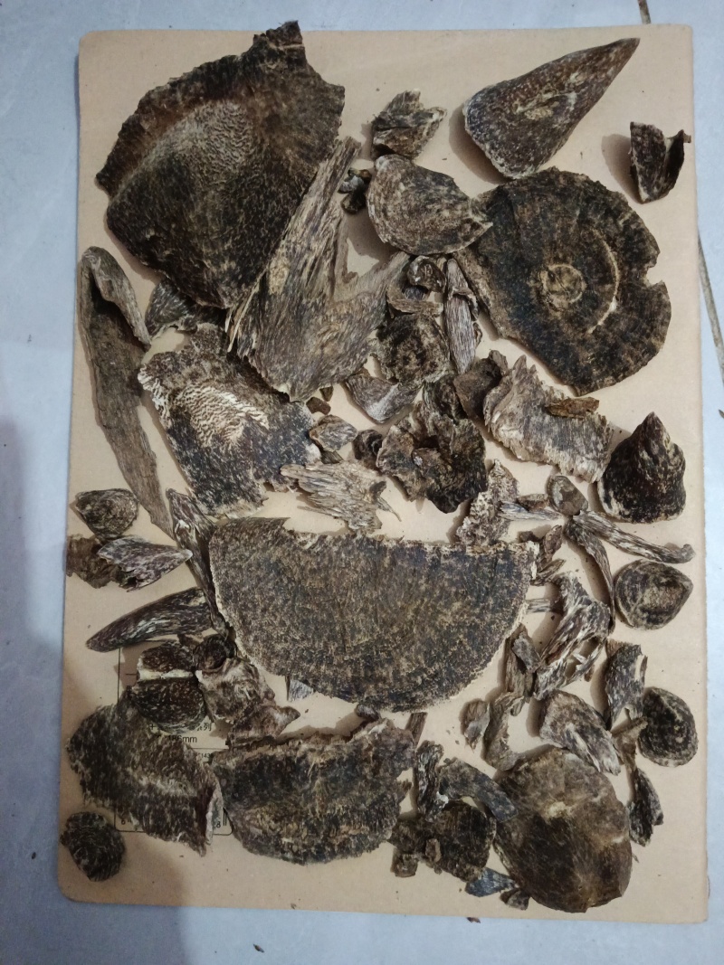 海南黎母山沉香