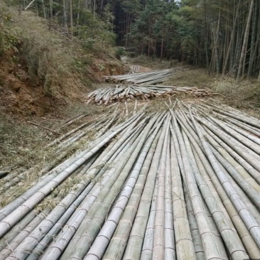 湖南楠竹加工批发供货长期稳定，诚招北方诸省合作伙伴共享共赢！