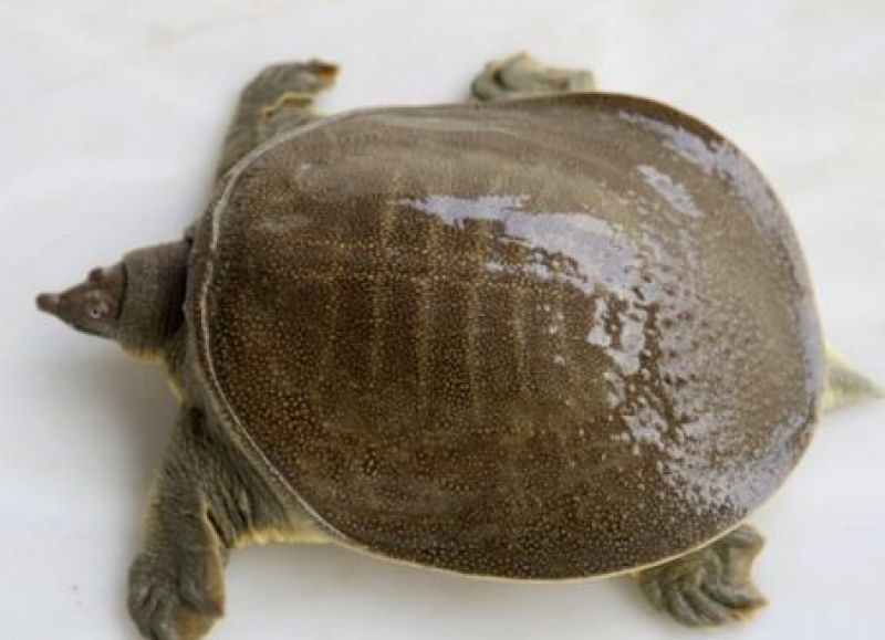 甲鱼
