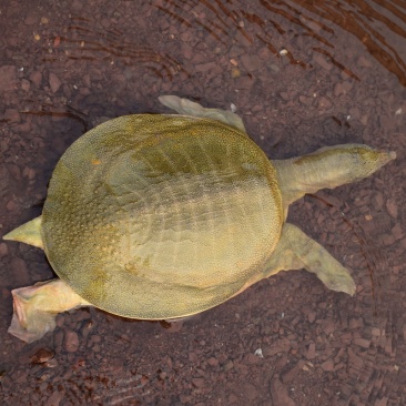 甲鱼