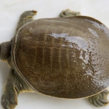 甲鱼