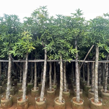 芒果树3-15分，各种规格，大量低价出售