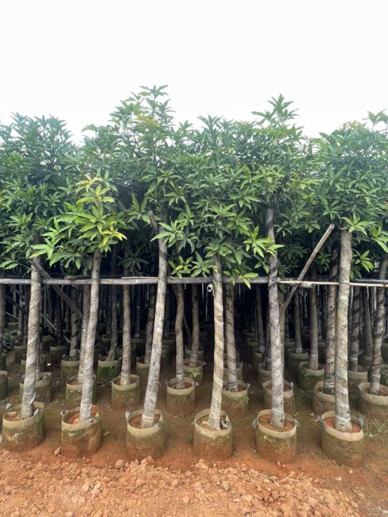 芒果树3-15分，各种规格，大量低价出售