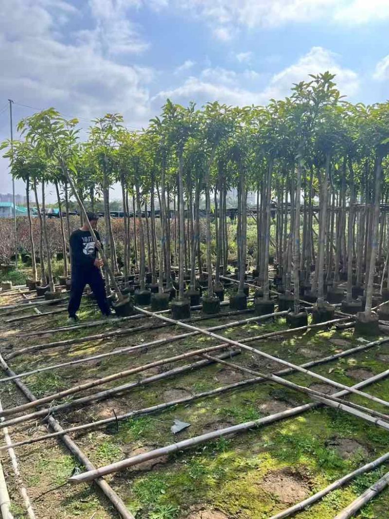 芒果树3-15分，各种规格，大量低价出售