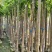 芒果树3-15分，各种规格，大量低价出售
